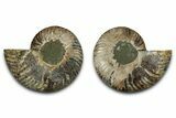 Cut & Polished, Crystal-Filled Ammonite Fossil - Madagascar #336665-1